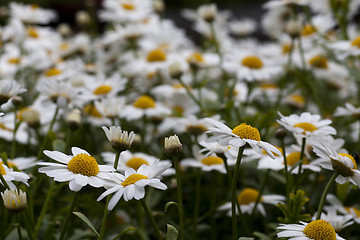 Image showing daisies