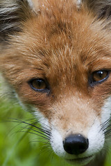 Image showing foxes face