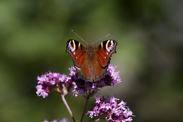 Image showing peacock butterfly