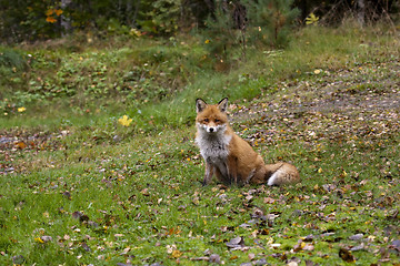 Image showing fox