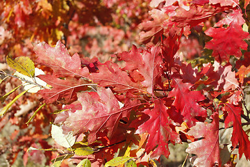 Image showing Oak twig with bright red leaves