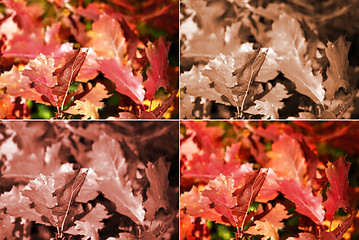 Image showing Autumn oak leaves in four variants