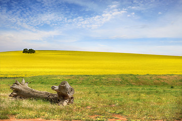 Image showing Healthy Canola Fields