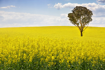 Image showing Australian gum tree in field of canola