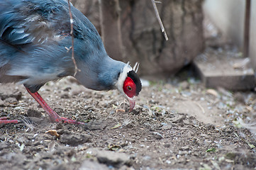 Image showing Pheasant