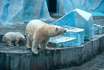 Image showing White bears