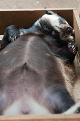 Image showing sleeping badger