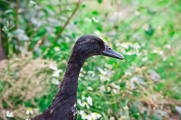 Image showing black duck