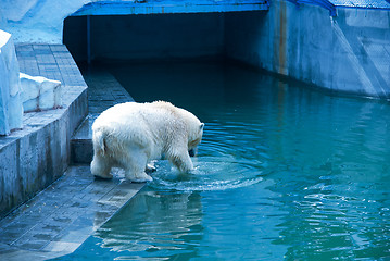 Image showing White bear