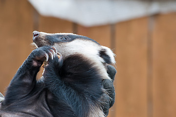 Image showing badger