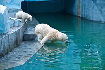 Image showing White bears