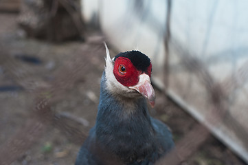 Image showing Pheasant