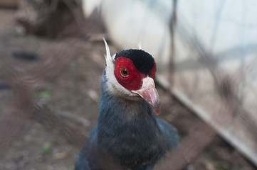 Image showing Pheasant