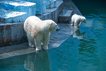 Image showing White bears