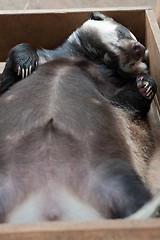 Image showing sleeping badger