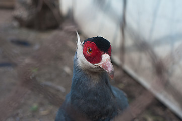 Image showing Pheasant