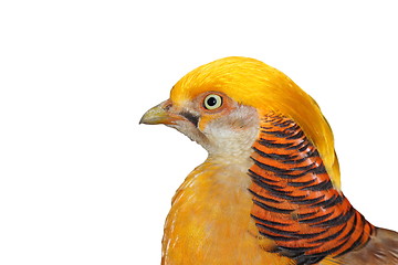 Image showing portrait of a golden pheasant