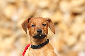 Image showing portrait of cute doggy