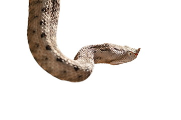 Image showing isolated nose horned viper