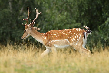 Image showing fallow deer stag walking on clearing