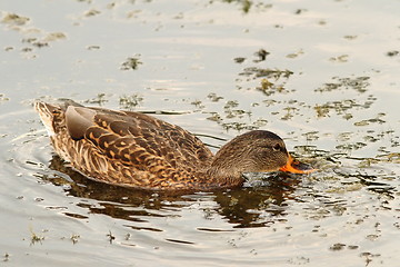 Image showing mallard duck searching for food