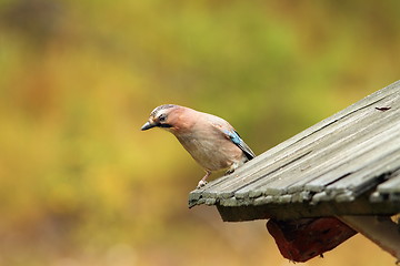 Image showing european jay on old roof