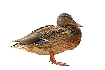 Image showing female mallard isolated over white