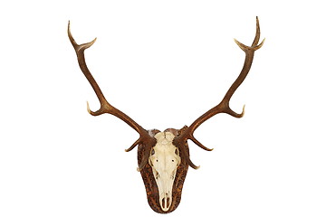 Image showing majestic red deer stag hunting trophy