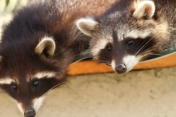 Image showing raccoons at the zoo