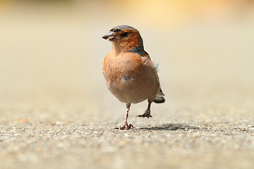 Image showing male common chaffinch on park alley