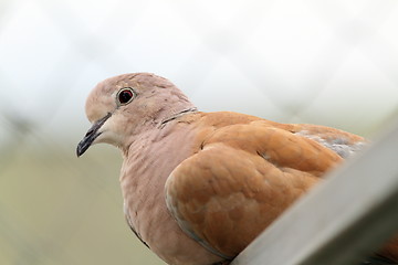 Image showing portrait of eurasian collared dove