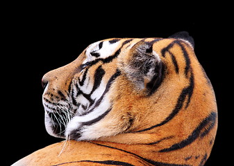 Image showing tiger head on dark background