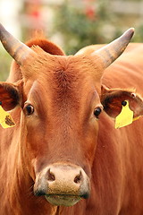 Image showing zebu cow head