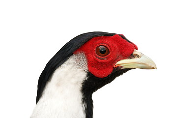 Image showing silver pheasant isolated portrait