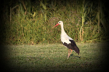 Image showing beautiful stork on meadow