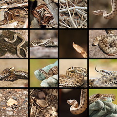 Image showing collection of romanian vipers