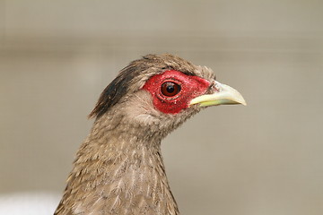 Image showing portrait of a female silver pheasant