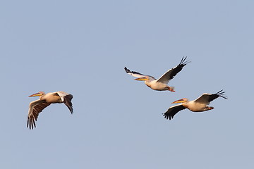 Image showing great pelicans flying in formation