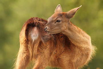 Image showing female fallow deer scratching