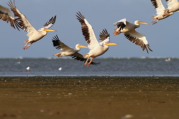 Image showing flock of great pelicans ( Pelecanus onocrotalus ) in flight over sea