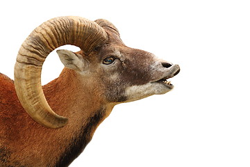 Image showing mouflon portrait on white