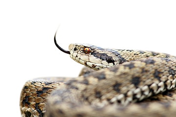 Image showing isolated venomous viper