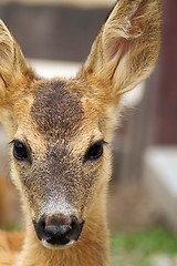 Image showing portrait of a young roe deer