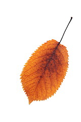 Image showing colorful cherry leaf autumn symbol