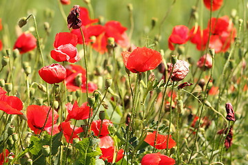 Image showing wild red poppies in the field