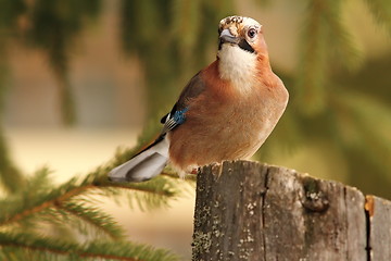 Image showing eurasian jay looking towards camera