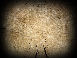 Image showing section on old oak beam