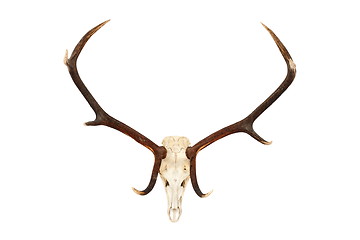 Image showing big red deer hunting trophy