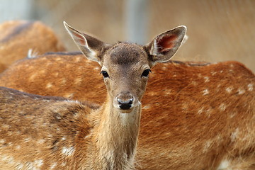 Image showing fallow deer calf curious face