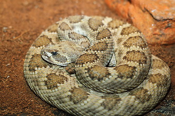 Image showing captive crotalus viridis 